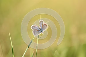 Small butterfly resting on the flower