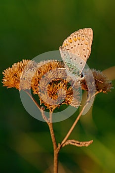 Sleeping butterfly sitting on dry grass at sunset - closeup photo