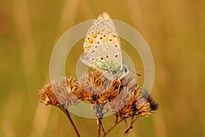 Sleeping butterfly sitting on dry grass illuminated by sunset - closeup photo