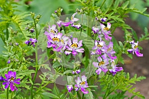 Small butterfly, Schizanthus pinnatus