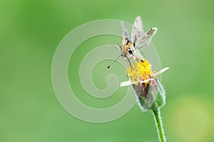 Small butterfly seeking nectar on a flower