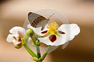 Small butterfly seeking nectar on pollen