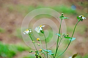 small butterfly on the small flower