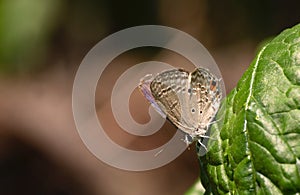 A small butterfly on the surface of the spinach leaf