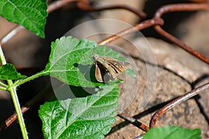 Small Butterfly of Swift Species Perching on the Plant with Stoney Background