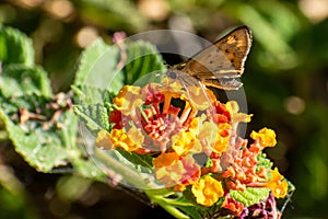 Small butterfly on tiny flowers