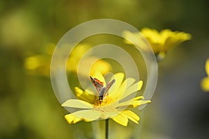 Small butterfly on yellow flower field