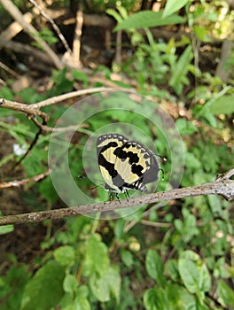 small butterfly with yellow patterns on its wings