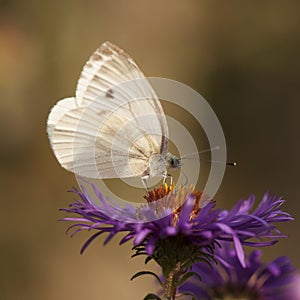 Small cabbage white butterfly