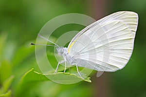 Small cabbage white butterfly