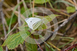 A Small Cabbage White Butterfly, Pieris rapae on a leaf