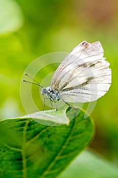 Small cabbage white butterfly or Pieris rapae standing on the leaf