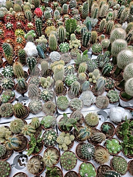 Small cacti in pots in flower shop