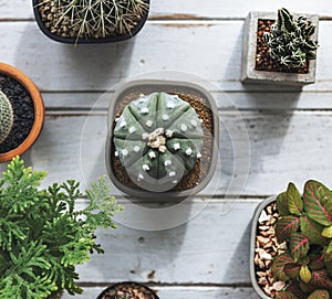 Small Cacti on a table