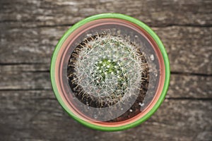 Small cactus