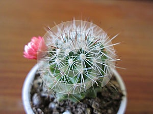 Small Cactus.