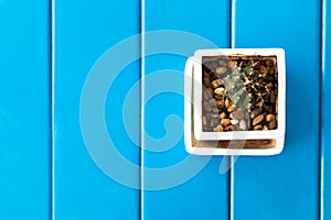 Small cactus on blue wood table.Copy space.