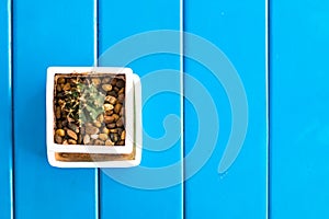 Small cactus on blue wood table.Copy space.
