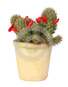 small cactus in brown old clay pot isolated on white background