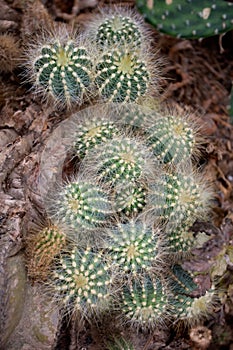 A small of cactus bush, desert plant