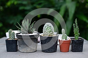 Small cactus on concrete table