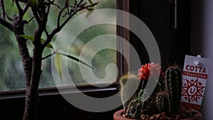 a small cactus in the corner of a window sill