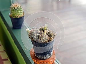 Small cactus for decorated