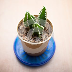 Small cactus for decorated