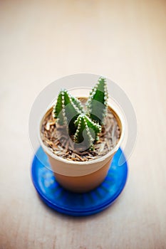 Small cactus for decorated