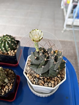 Small cactus with flower blooming in the cute pot.