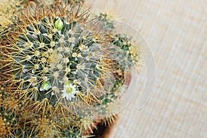 Small Cactus Flower with white petals and yellow pollen on yellow fabric