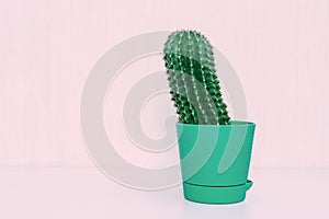 Small cactus in flowerpot. Prickly home plant on pale pink