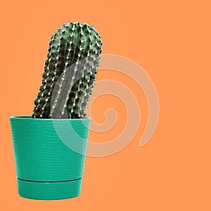 Small cactus in flowerpot. Prickly houseplant on bright orange colored background