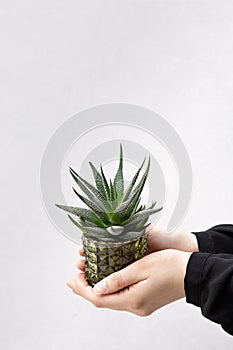 Small cactus in glass pot in hands of girl on dray wall at room. Home gardening.