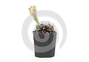 A small cactus gymnocalycium in black plastic pot on a white background