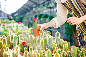 Small cactus holded by hands of woman gardener in greenhouse