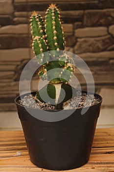 Small cactus for house ornamental plants