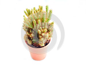 Small cactus in jar on white background