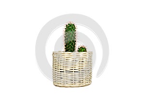 Small cactus mammillaria elongata in wooden basket potted isolated on white background