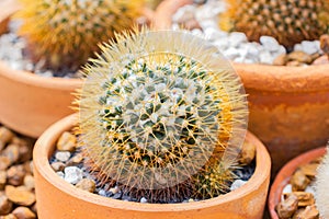 Small Cactus mammillaria nivosa cactaceae a plant that grows in the desert