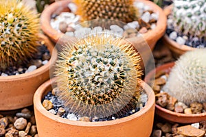 Small Cactus mammillaria nivosa cactaceae a plant that grows in the desert