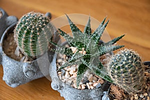 Small cactus in mini pot