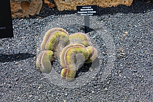 Small cactus named Mammillaria Polythele Cristata native to Central Mexico, Jardin de Cactus, Lanzarote photo