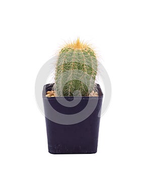 Small cactus plant in black pot isolated on white