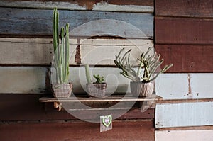 Small cactus plant in cute pots on wooden shelves on old wood wall wall with copy space