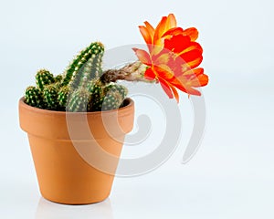 Small cactus plant with orange flower.