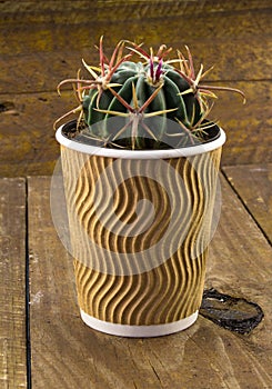 Small cactus plant in a paper coffee cup