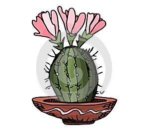Small cactus in a pot with bright flowers. vector