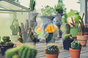 Small cactus pot corner garden in home decoration