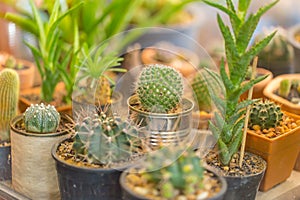 Small cactus pot corner garden